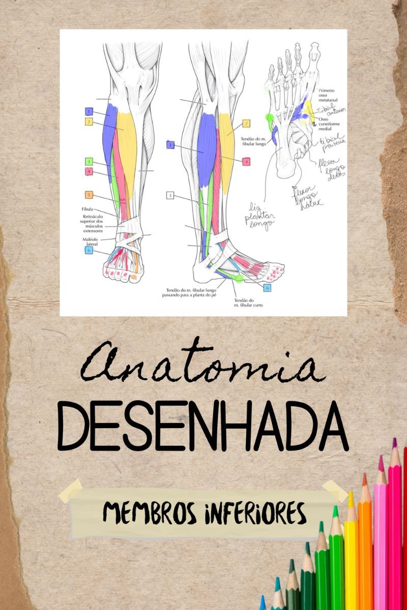 E-book Anatomia Desenhada - Membros Inferiores